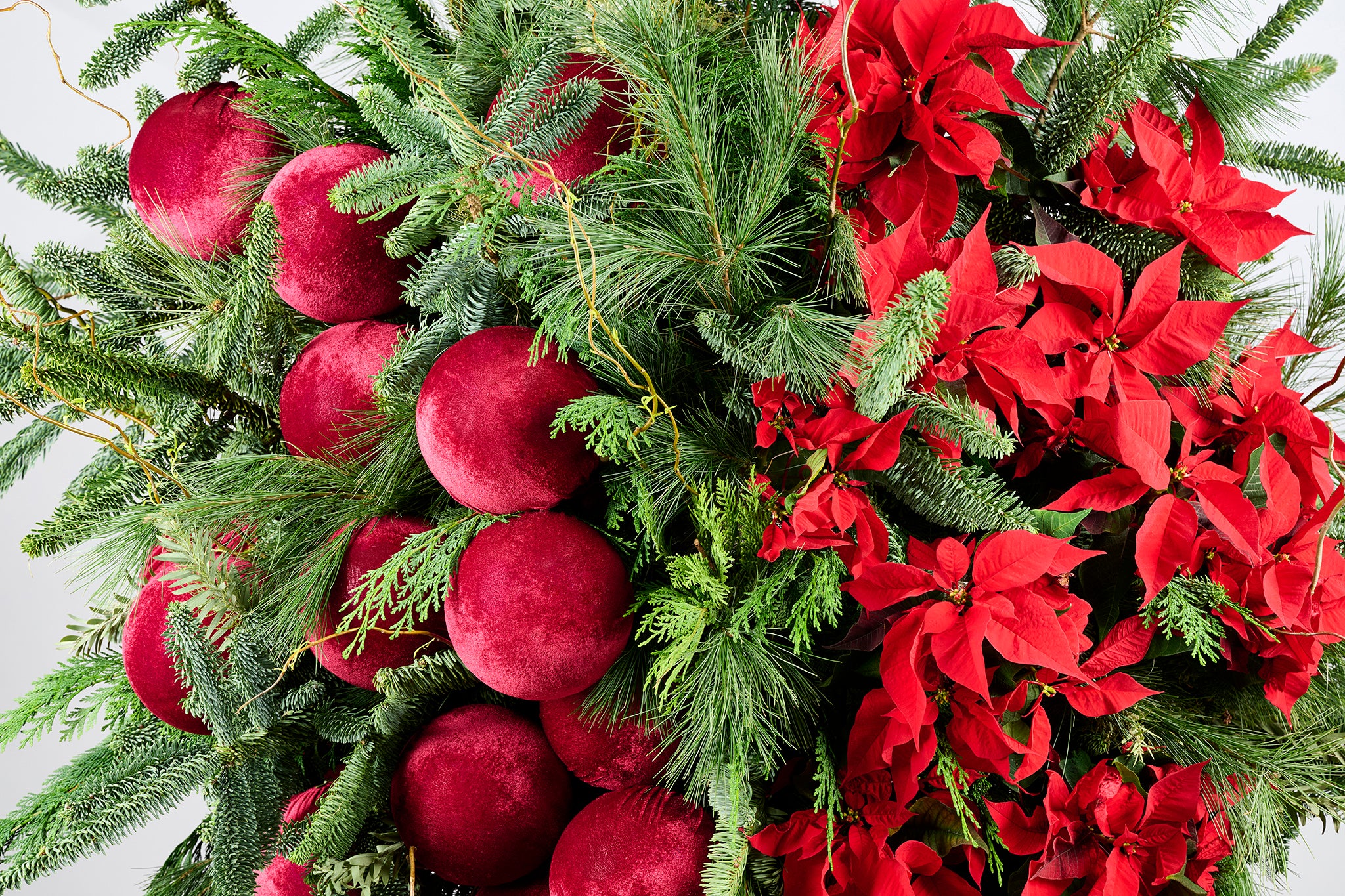 POINSETTIA PARADISE